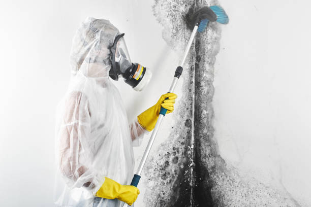  Middletown, CT Mold Removal Pros